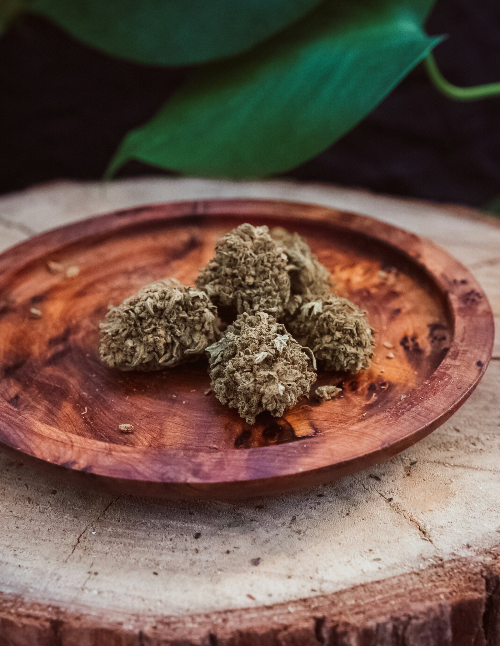 Cannabis